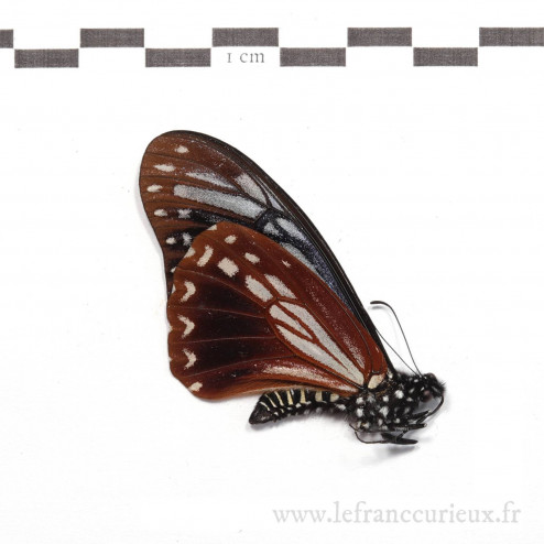 Papilio agestor agestor - mâle