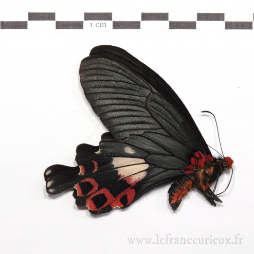 Papilio bootes rubicundus -...