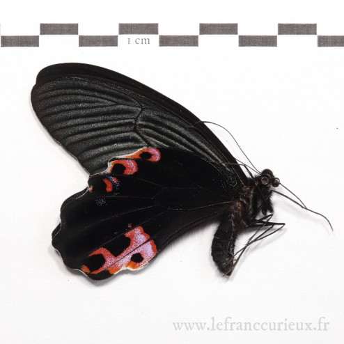 Papilio protenor protenor - mâle