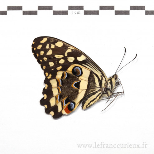 Papilio demodocus - mâle