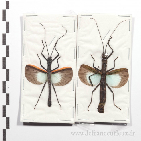 Orthomeria versicolor - couple