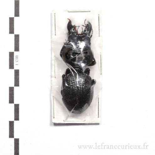 Crepidopterus decorsei - 54mm