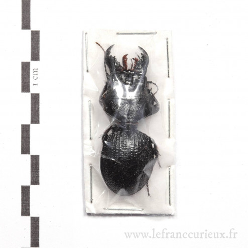 Crepidopterus decorsei - 45-49mm