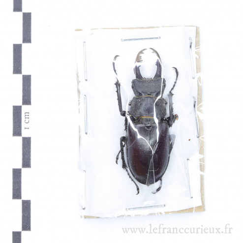 Lucanus cervus - mâle - 43mm