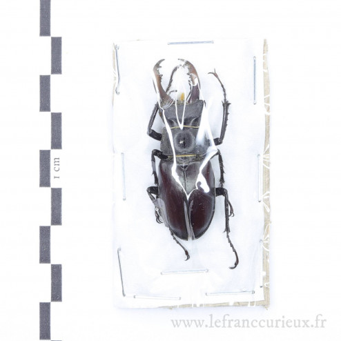 Lucanus cervus - mâle - 48mm