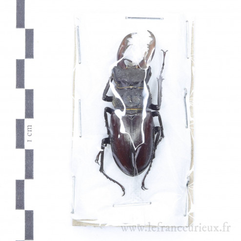 Lucanus cervus - mâle - 48mm