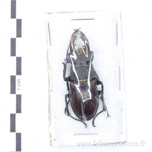 Lucanus cervus - mâle - 49mm