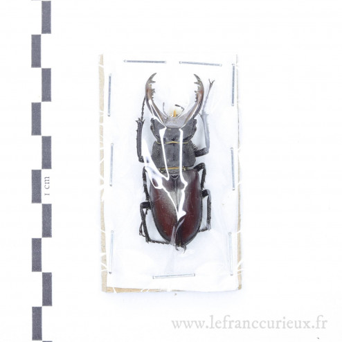 Lucanus cervus - mâle - 50mm