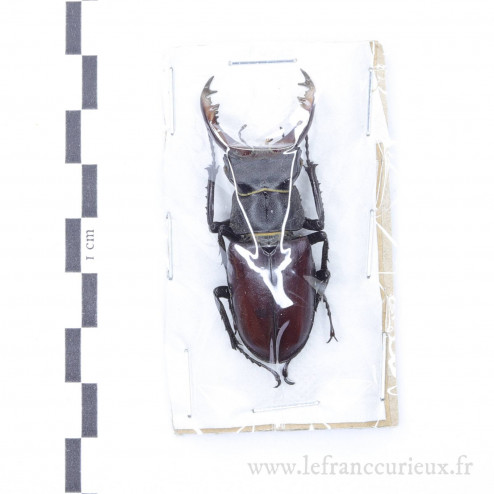 Lucanus cervus - mâle - 53mm
