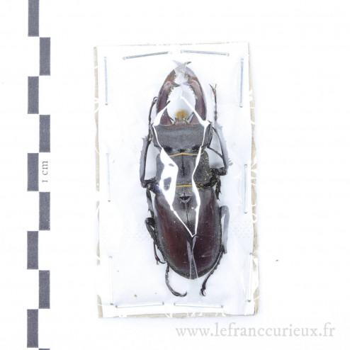 Lucanus cervus - mâle - 56mm