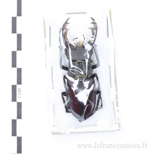 Lucanus cervus - mâle - 59mm