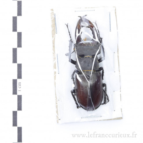Lucanus cervus - mâle - 60mm