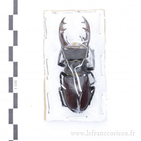 Lucanus cervus - mâle - 61mm