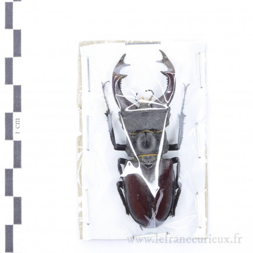 Lucanus cervus - mâle - 62mm