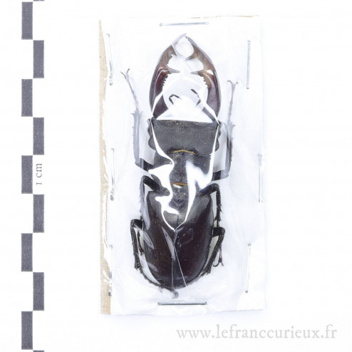 Lucanus cervus - mâle - 63mm
