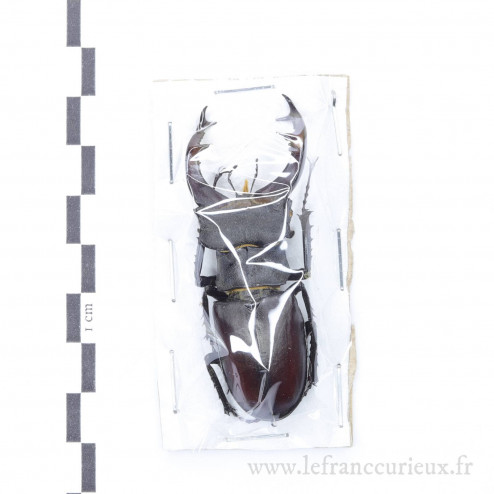 Lucanus cervus - mâle - 64mm
