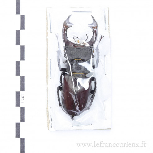 Lucanus cervus - mâle - 64mm