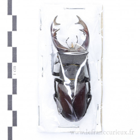 Lucanus cervus - mâle - 65mm