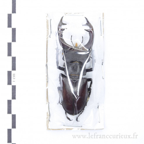 Lucanus cervus - mâle - 67mm