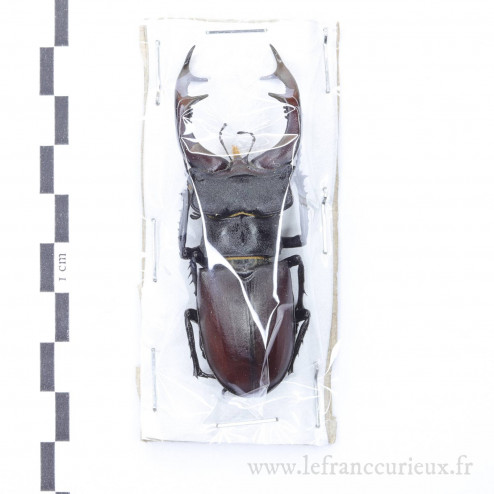Lucanus cervus - mâle - 71mm