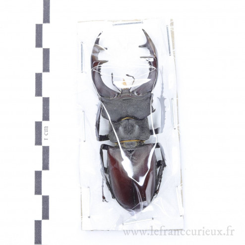 Lucanus cervus - mâle - 73mm