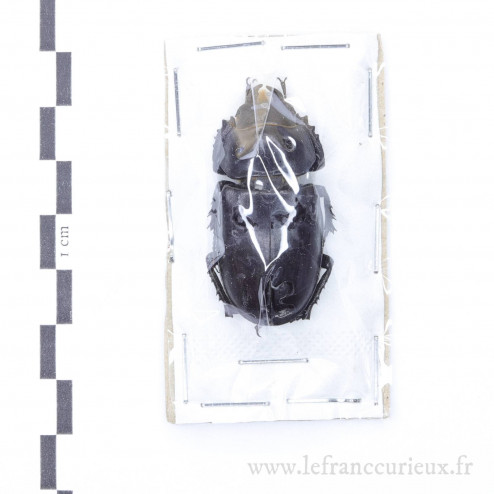 Lucanus cervus - femelle - 43mm