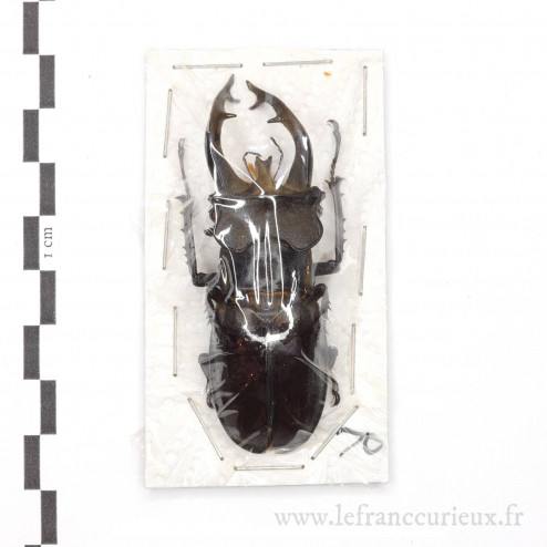 Lucanus fryi - mâle - 70mm