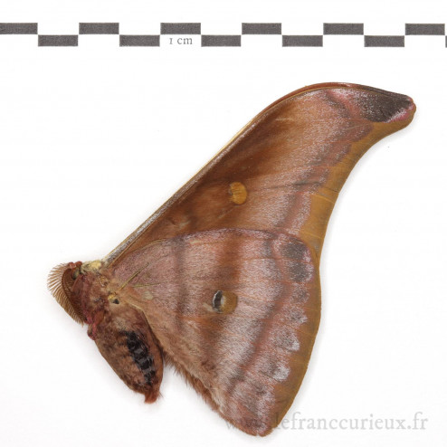 Antheraea assamensis - mâle