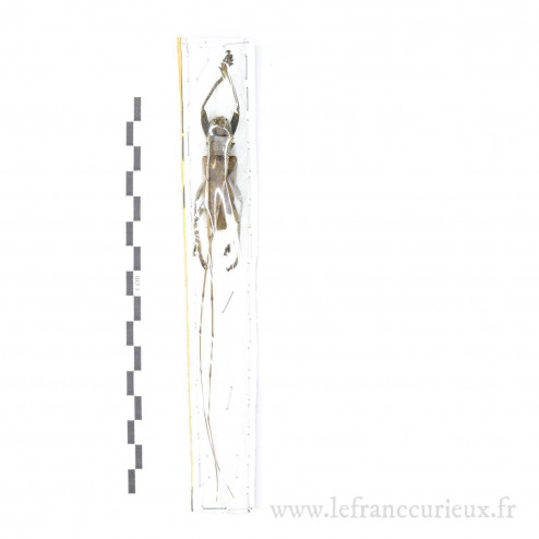Acalolepta australis - mâle - 43mm