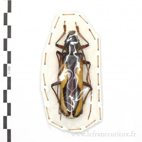 Macrambyx suturalis - femelle - 65mm