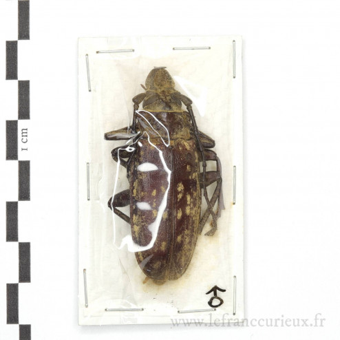 Tithoes maculatus - mâle - 51mm