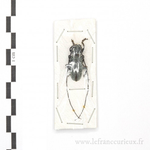 Monochamus guerryi - mâle - 21mm
