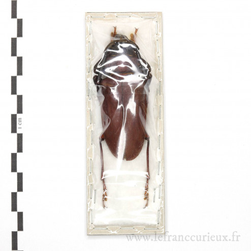 Dorysthenes buquetii - mâle - 65mm