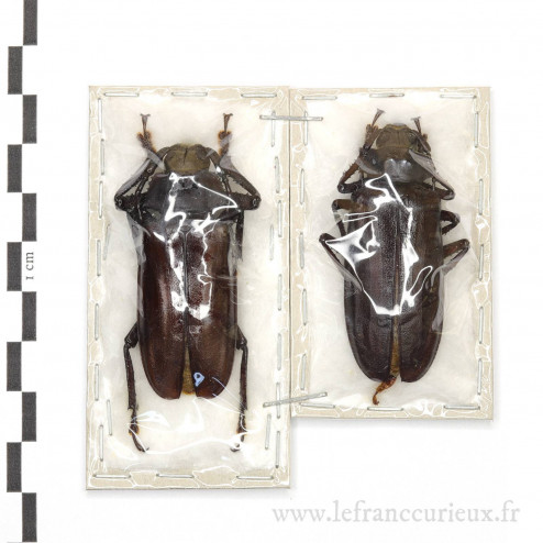 Rhaphipodus suturalis - forme noire - couple - 50mm
