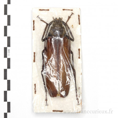 Macrotoma serripes - femelle - 69mm