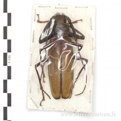 Macrotoma gracilipes - mâle - 63mm