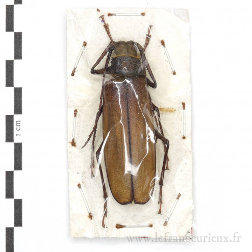 Macrotoma gracilipes - femelle - 58mm
