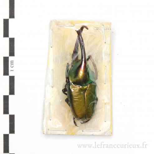 Theodosia viridiaurata - mâle - 48mm