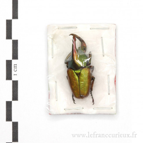 Theodosia magnifica - mâle - 31mm