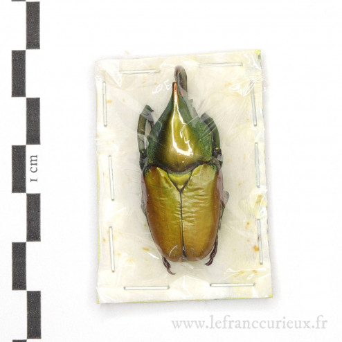Theodosia chewi - mâle - 39mm