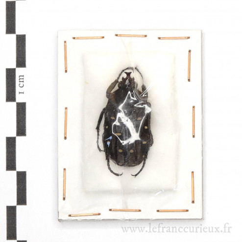 Gnorimimelus batesi - mâle - 27mm