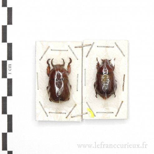 Didrepanephorus mizunumei - couple - 24mm