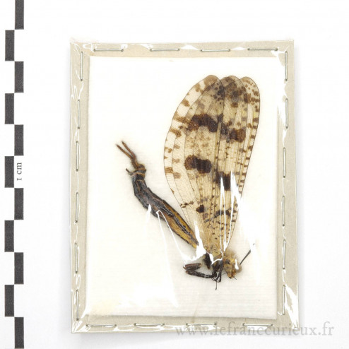Palpares libelluloides - mâle