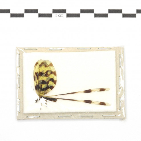 Nemoptera sinuata - femelle
