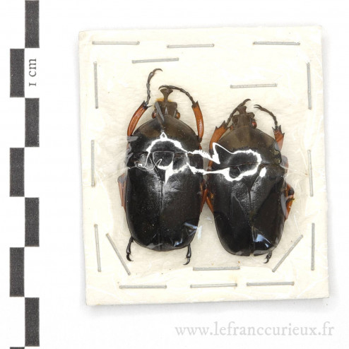 Trigonophorus nepalensis - forme noire - couple - 32/33mm
