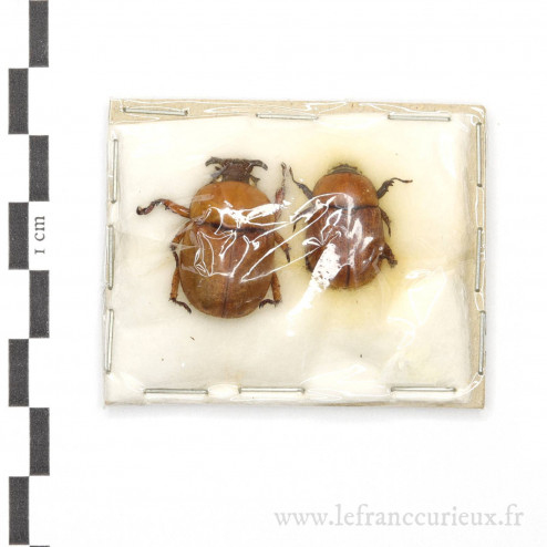 Dicaulocephalus feae - couple - 23mm