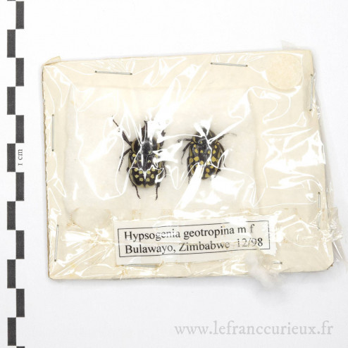 Hypselogenia geotrupina - couple - 22/23mm