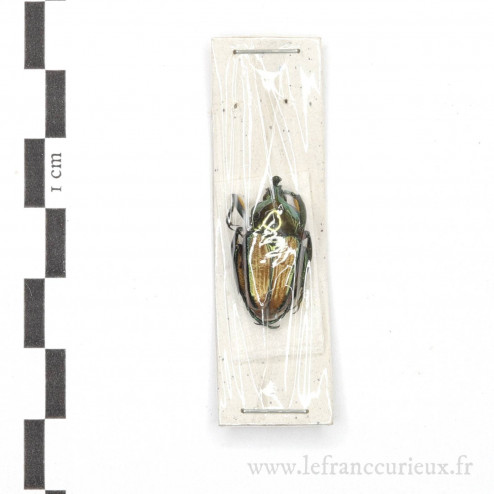 Phaedimus lydiae - mâle - 20mm