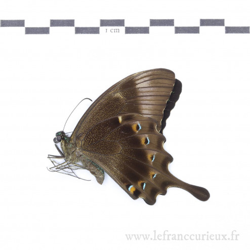 Papilio lorquinianus albertisi - mâle