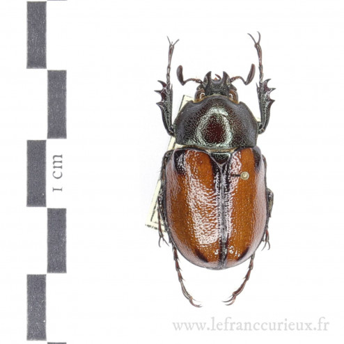 Agaocephala duponti - mâle - 28mm